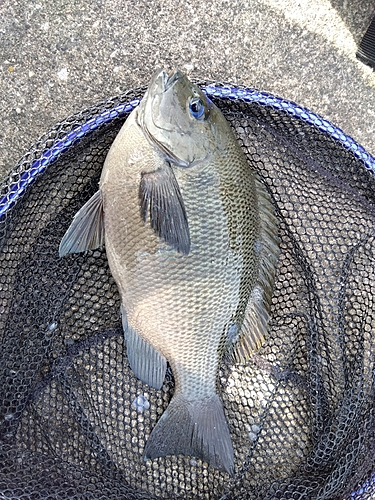 メジナの釣果