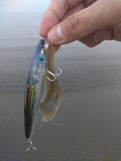 シタビラメの釣果