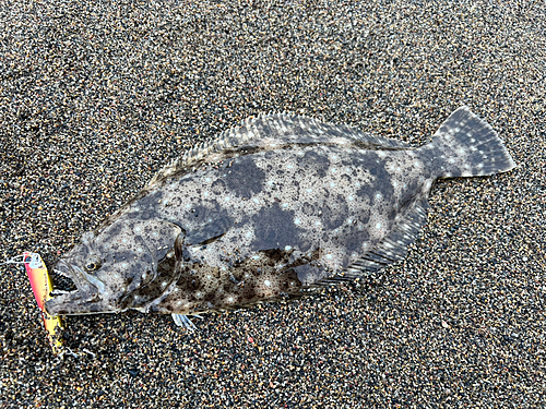 ヒラメの釣果