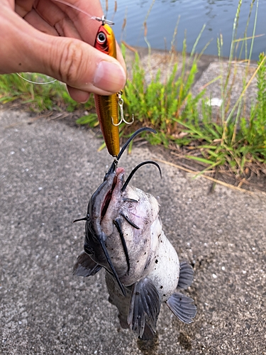 アメリカナマズの釣果