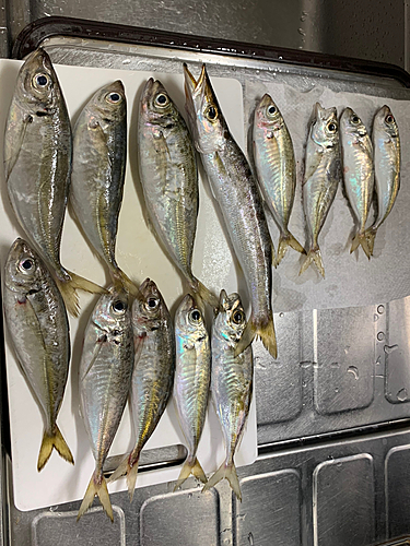 アジの釣果