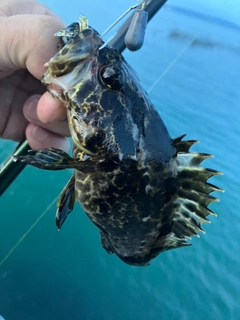 タケノコメバルの釣果