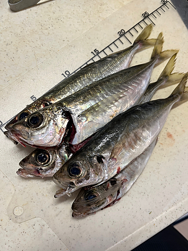 アジの釣果