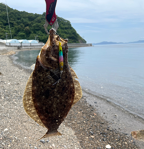 ヒラメの釣果