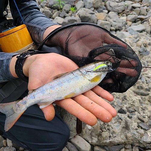 アマゴの釣果