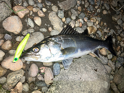 フッコ（マルスズキ）の釣果