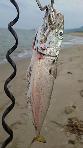 マサバの釣果