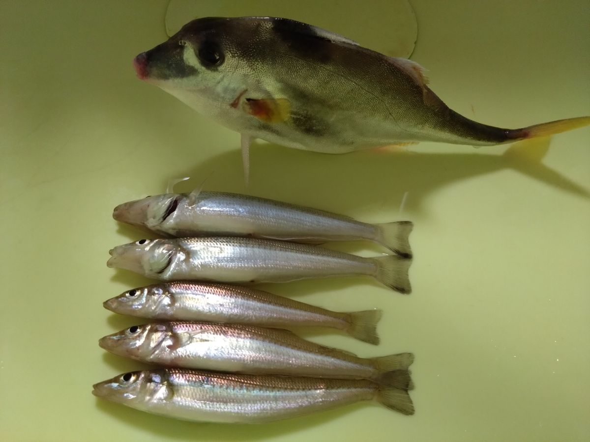 モンポケさんの釣果 1枚目の画像