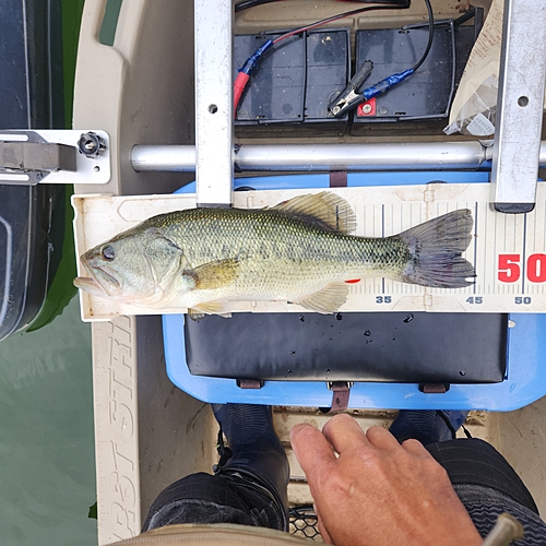 ブラックバスの釣果