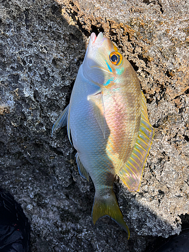 ヒブダイの釣果