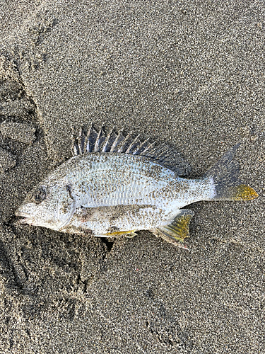 キビレの釣果