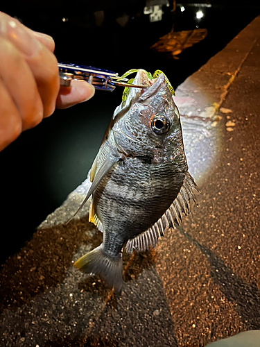 キビレの釣果