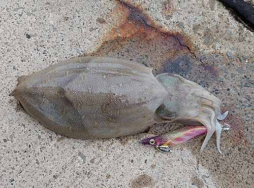 コウイカの釣果