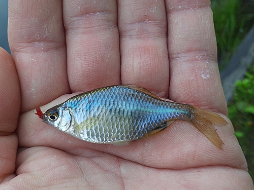 タナゴの釣果