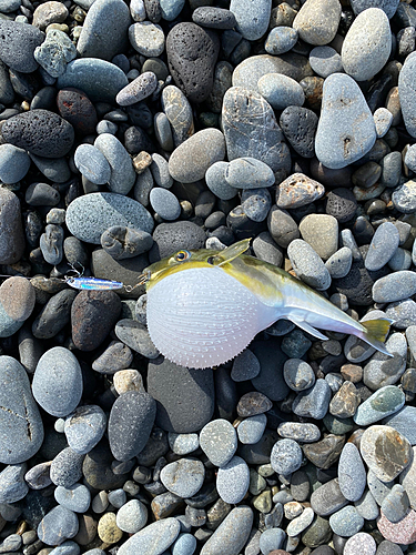 シロサバフグの釣果