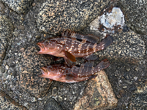 キジハタの釣果