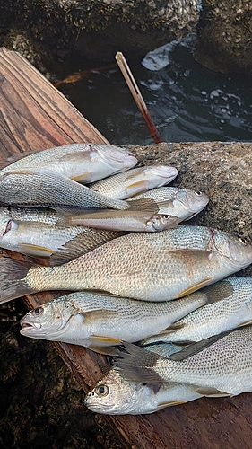 イシモチの釣果