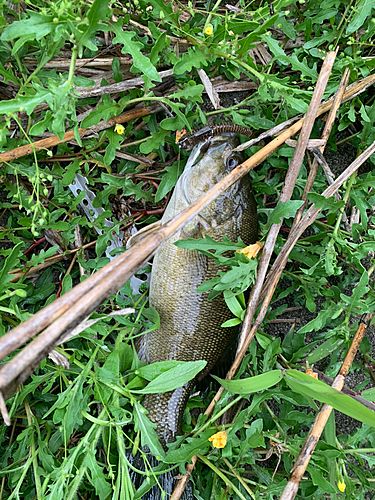 スモールマウスバスの釣果