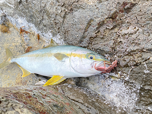 ヒラマサの釣果