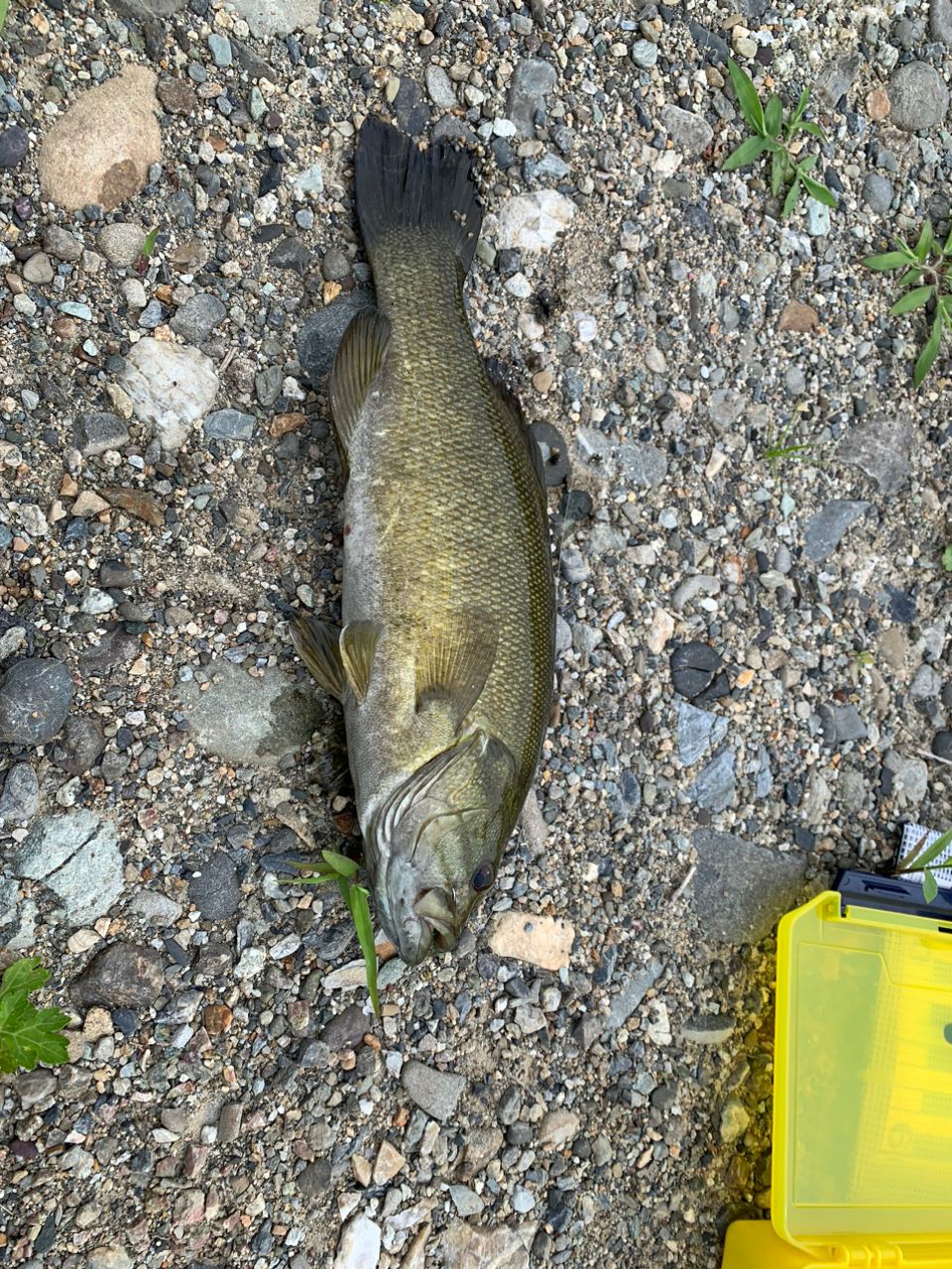 スモールマウスバス