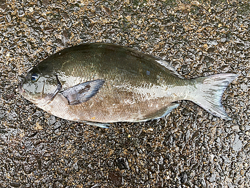 クロメジナの釣果