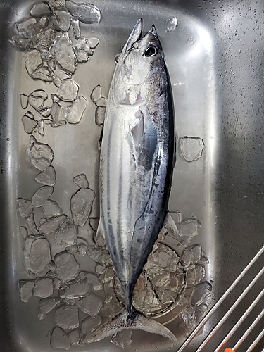 カツオの釣果