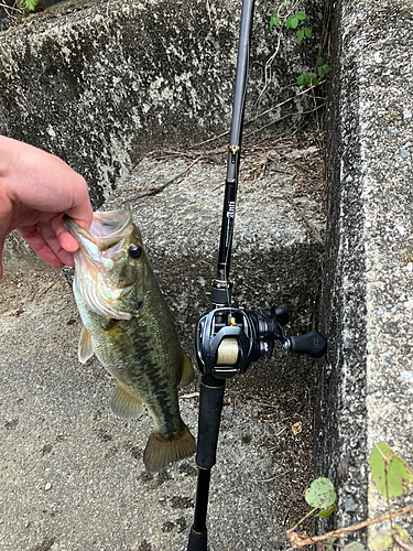 ブラックバスの釣果