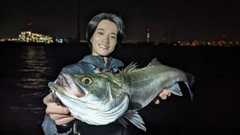 シーバスの釣果