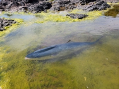 メジロの釣果