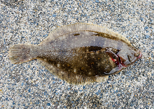 マコガレイの釣果