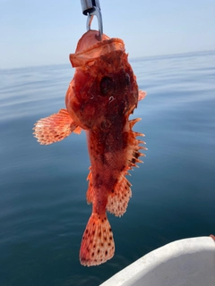 オニカサゴの釣果