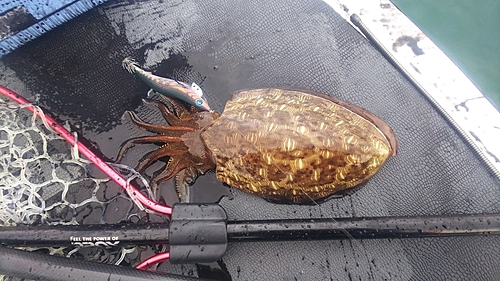 モンゴウイカの釣果