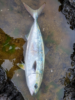 ハマチの釣果