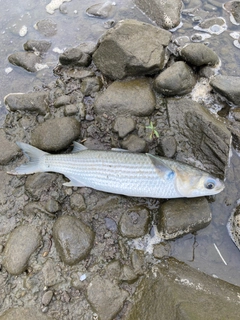 エイの釣果