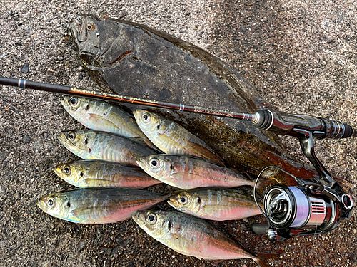 マアジの釣果