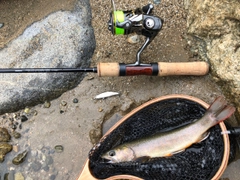 イワナの釣果