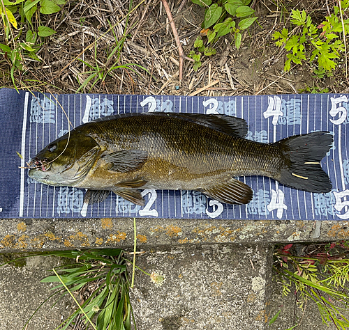 スモールマウスバスの釣果