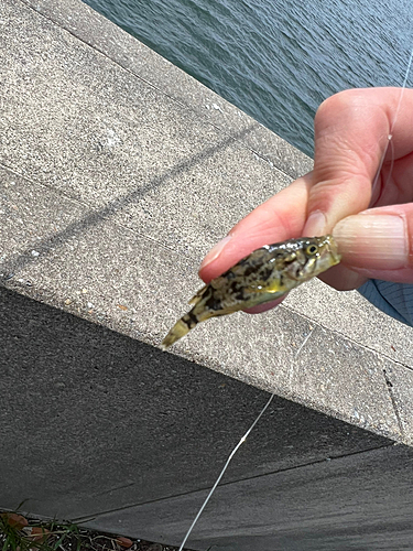 タケノコメバルの釣果