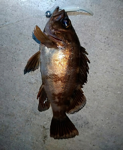 メバルの釣果