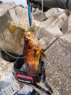 アカメバルの釣果