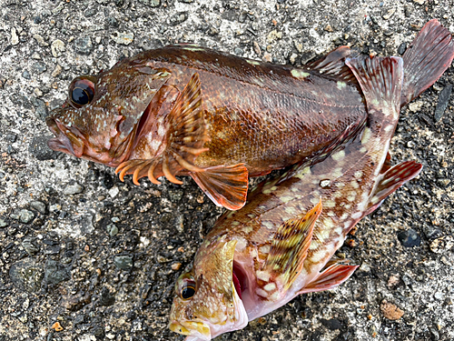 カサゴの釣果