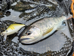 アマゴの釣果