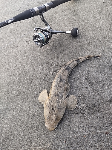 マゴチの釣果