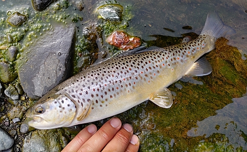 ブラウントラウトの釣果