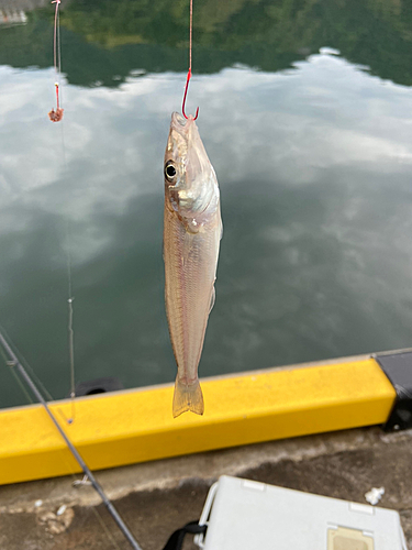 キスの釣果