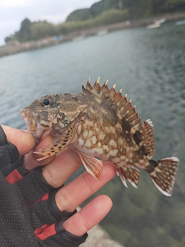 ガシラの釣果