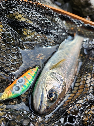 アマゴの釣果