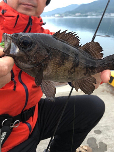 シロメバルの釣果