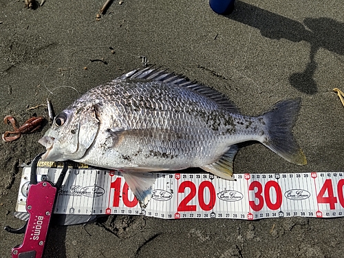 キビレの釣果