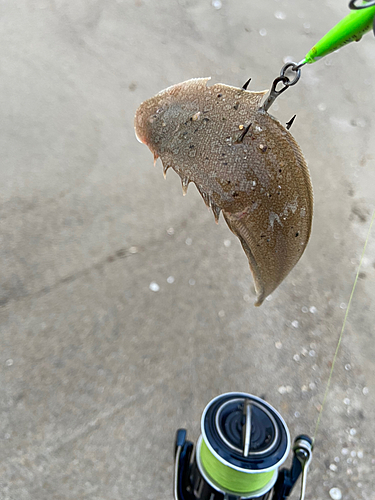 シタビラメの釣果